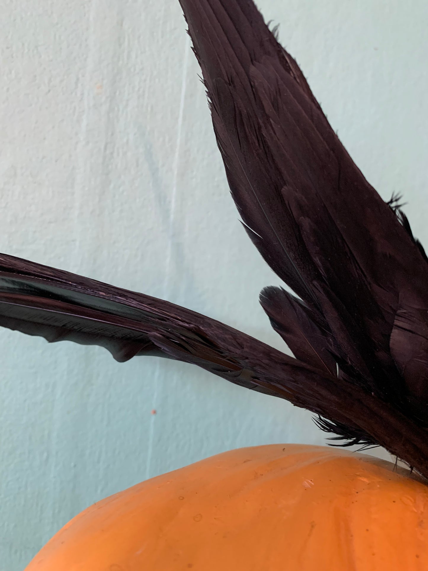 Double Black Wing Feather Hair Piece circa 1890s